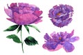 watercolor pion illusration isolated.Peony flower painted in watercolor.Watercolor peonies