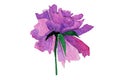 watercolor pion illusration isolated.Peony flower painted in watercolor.Watercolor peonies