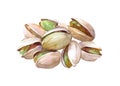 Watercolor Pistachio food nut isolated