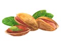 Watercolor Pistachio nut food isolated Royalty Free Stock Photo