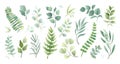 Watercolor plant leaf, garden greenery and herb. Wedding decorative elements like eucalyptus, fern, herbal rustic decor