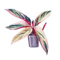 Watercolor plant stromanthe ficus with green and pink leaves in black pot isolated on white background. Hand-drawn
