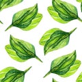 watercolor plantain Botanical pattern on a white background.