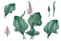 Watercolor plantain herb with individual illustration elements on a white background.