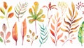 Watercolor plants illustration Royalty Free Stock Photo