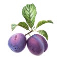 Watercolor plum fruits. Realistic branch with purple whole fruits and green leaves. Botanical hand drawn illustration