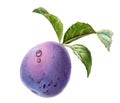 Watercolor plum with water drops. Realistic branch with purple fruit and green leaves. Botanical illustration for food