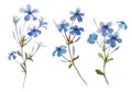 Watercolor Plumbago flower set Royalty Free Stock Photo