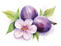 Watercolor Plums Isolated, Aquarelle Plum Fruits Cut, Creative Watercolor Blooming Plum Twig on White