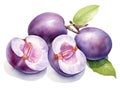 Watercolor Plums Isolated, Aquarelle Plum Fruits Cut, Creative Watercolor Plum Twig on White Background