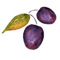 Watercolor plums isolated on a white background.