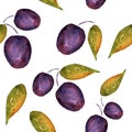 Watercolor plums with leaves on a white background.