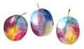 Watercolor plums. Ripe multicolored plums Royalty Free Stock Photo