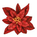 Watercolor Poinsettia. Christmas star. Christmas flower isolated on a white background Royalty Free Stock Photo