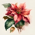 Watercolor poinsettia isolated on white background. Hand drawn illustration