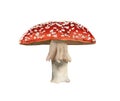 Watercolor poisonous mushroom. Botanical amanita illustration, fly agaric red mushrooms