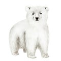 Watercolor polar white bear isolated on white background. Hand painting realistic Arctic and Antarctic ocean mammals Royalty Free Stock Photo