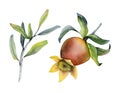 Watercolor Pomegranate branch with leaves and blossom botanical illustration set isolated on white background Royalty Free Stock Photo