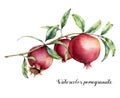 Watercolor pomegranate card. Hand painted garnet fruit on branch with leaves isolated on white background. Floral Royalty Free Stock Photo