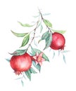 Watercolor pomegranate (garnet) branch