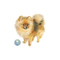 Watercolor pomeranian spitz dog
