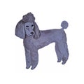 Watercolor poodle dog , cute breed , fluffy