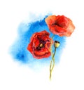 Watercolor poppies on watercolor artistic splash background