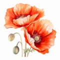 Watercolor Poppies: Realistic Detail And Charming Illustrations