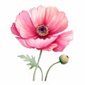 Pink Poppies Watercolor Clipart: Realistic Floral Illustration