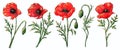 Watercolor poppies set, hand drawn floral illustration, red field flowers Royalty Free Stock Photo