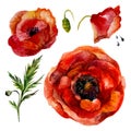 Watercolor Poppies Set.