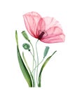 Watercolor Poppy composition. Summer field flower with green leaves. Floral poster with colorful red petals. Realistic Royalty Free Stock Photo