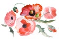 Watercolor Poppy flower