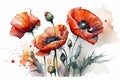 Watercolor poppy flowers. Poppies in bloom, blossom in red color. Watercolour illustration and drawing. Royalty Free Stock Photo