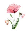 Watercolor poppy plant. Big transparent pink flower with laves and butterflies. Hand painted abstract artwork. Botanical