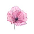 Watercolor Poppy. Transparent big flower isolated on white. Hand painted artwork with detailed petals. Botanical