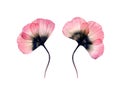 Watercolor Poppy. Transparent big flowers isolated on white. Set of two plants. Hand painted artwork with detailed