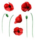 Watercolor poppy vector isolated