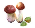 Watercolor porcini mushroom illustration isolated