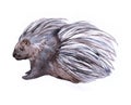 Watercolor porcupine animal