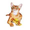 Watercolor portrait of abyssinian cute cat on white background. Hand drawn sweet home pet Royalty Free Stock Photo