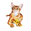 Watercolor portrait of abyssinian cute cat on white background. Hand drawn sweet home pet