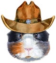 Watercolor portrait of abyssinian guinea pig in cowboy hat on white background Royalty Free Stock Photo
