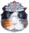 Watercolor portrait of abyssinian guinea pig in silver crown on white background