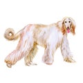 Watercolor portrait of Afghan Hound breed dog on white background. Hand drawn sweet pet Royalty Free Stock Photo