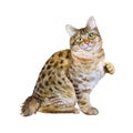 Watercolor portrait of American Bobtail short tail cat on white background. Hand drawn sweet home pet Royalty Free Stock Photo