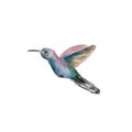 Watercolor portrait of the bird colibri Hummingbird Isolated On White Background