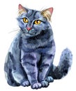 Watercolor portrait of the black cat on white background Royalty Free Stock Photo