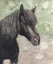 Portrait of a black pony