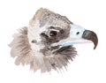 Watercolor portrait of black vulture Royalty Free Stock Photo